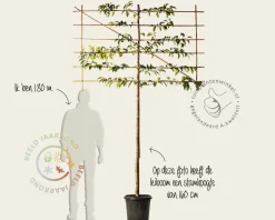 Prunus lusitanica tico leiboom - Rek 180x110 cm