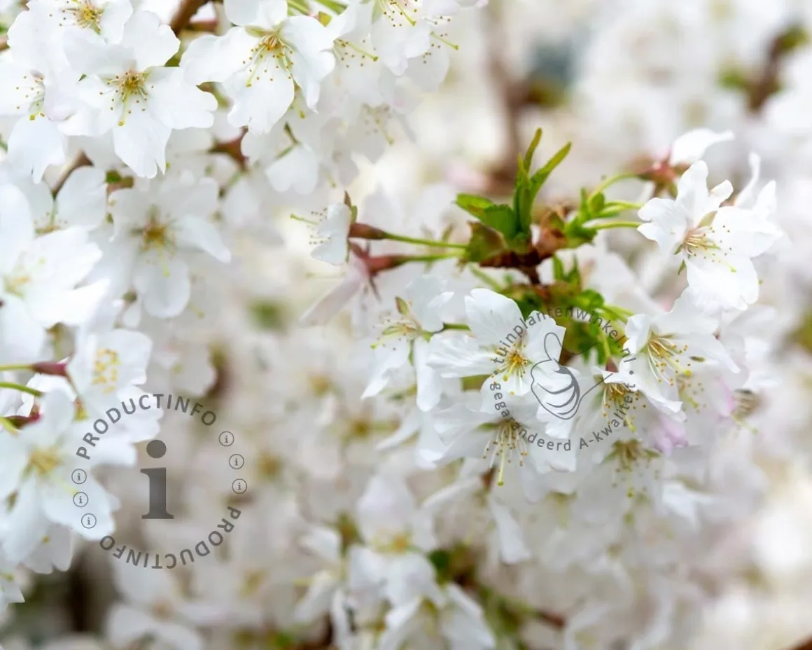 Prunus nipponica 'Brillant' - XL