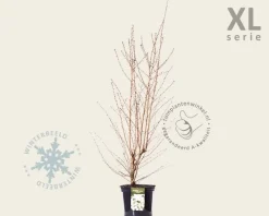 Prunus nipponica 'Brillant' - XL