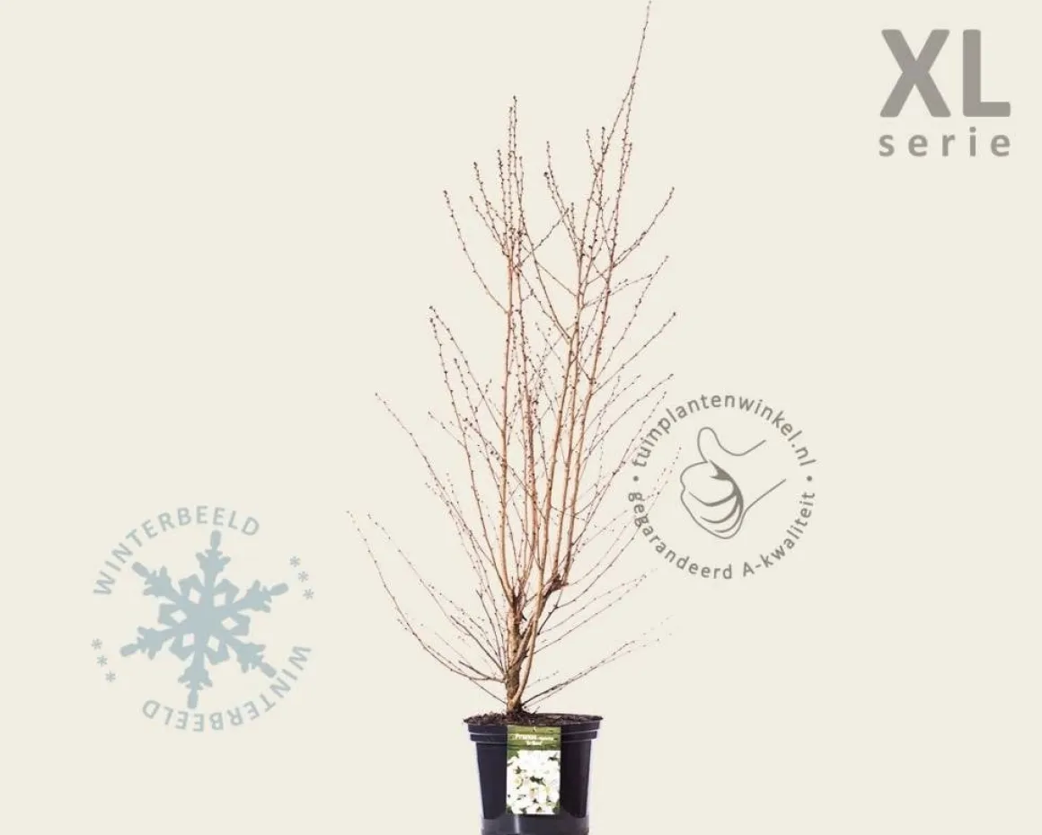 Prunus nipponica 'Brillant' - XL