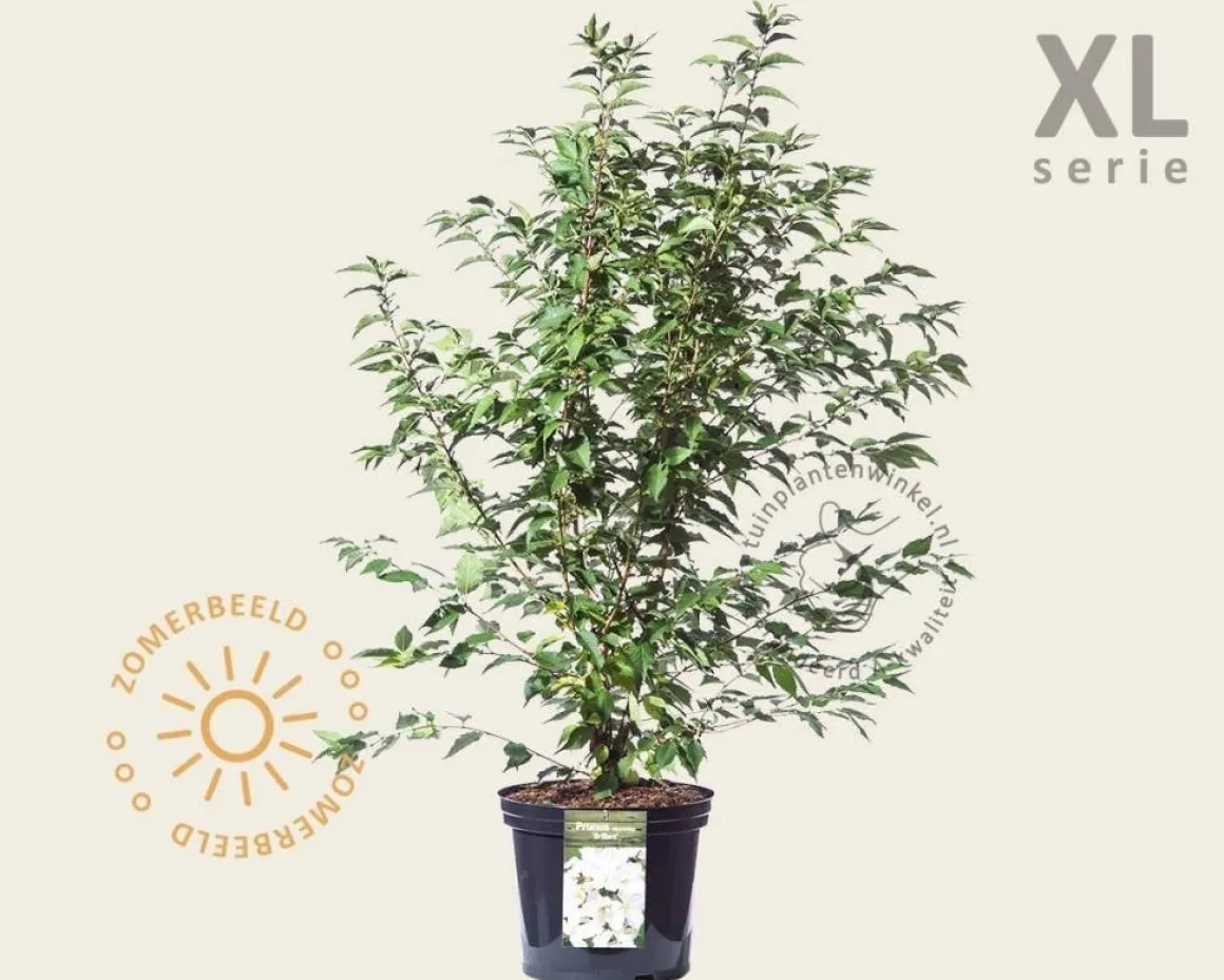 Prunus nipponica 'Brillant' - XL