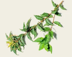 Prunus nipponica 'Brillant' - XL+