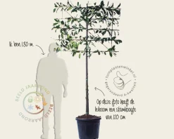 Prunus novita leiboom - Rek 120x90 cm