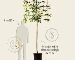 Prunus novita leiboom - Rek 120x90 cm