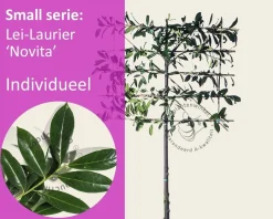 Prunus novita leiboom - Rek 120x90 cm