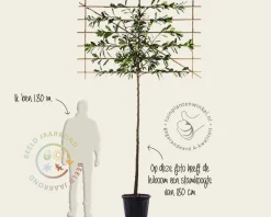 Prunus novita leiboom - Rek 180x110 cm