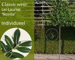 Prunus novita leiboom - Rek 200x130 cm