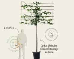 Prunus novita leiboom - Rek 200x130 cm