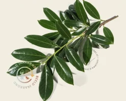 Prunus novita leiboom - Rek 200x130 cm
