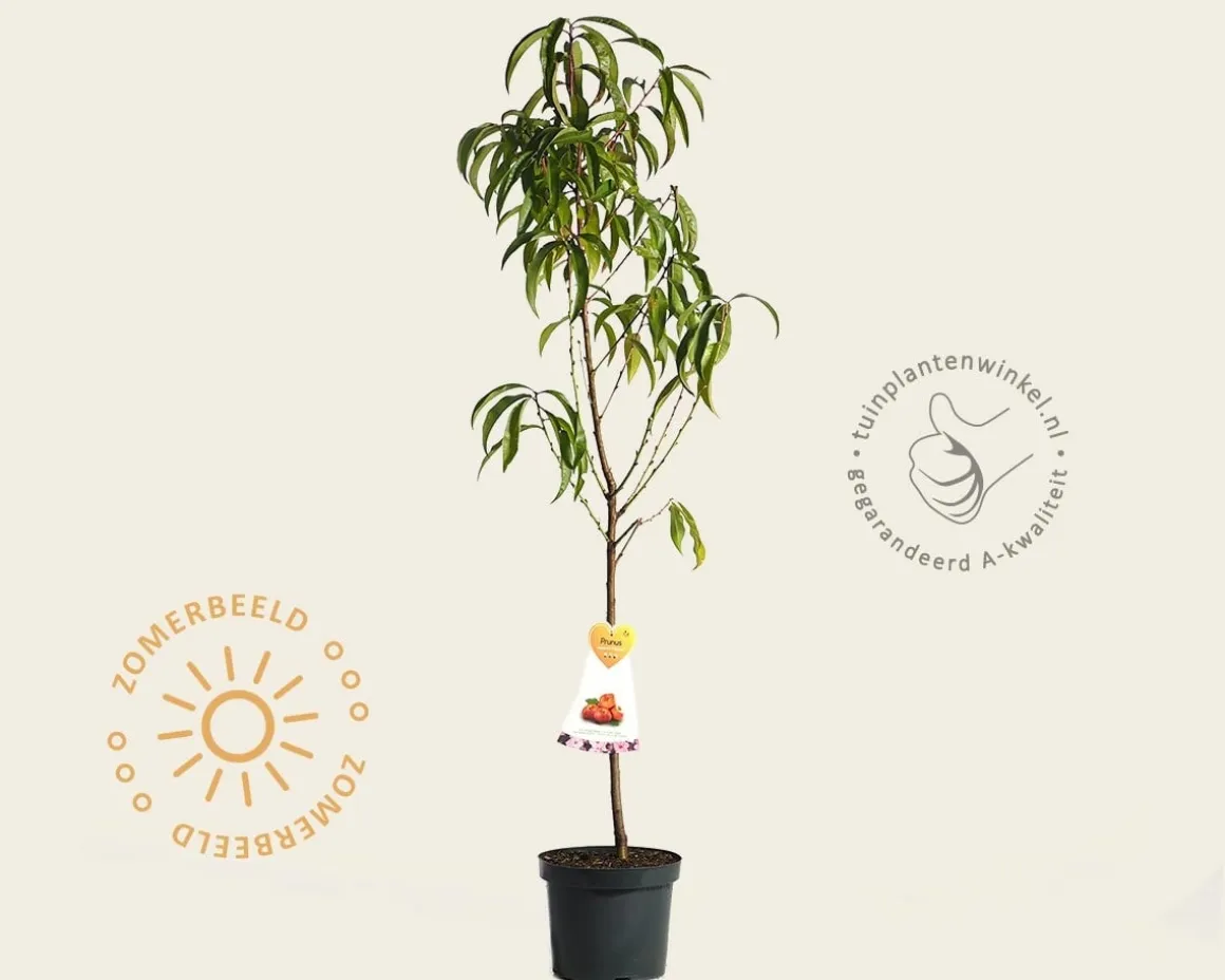 Prunus nucipersica 'Flateryna' - laagstam