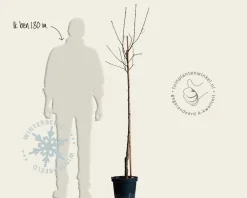 Prunus nucipersica 'Flateryna' - halfstam