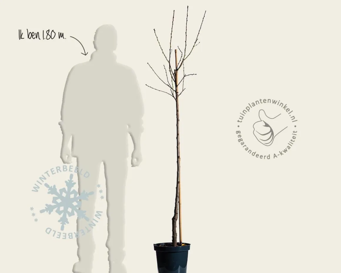 Prunus nucipersica 'Flateryna' - halfstam