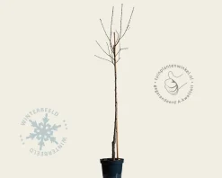 Prunus nucipersica 'Flateryna' - halfstam