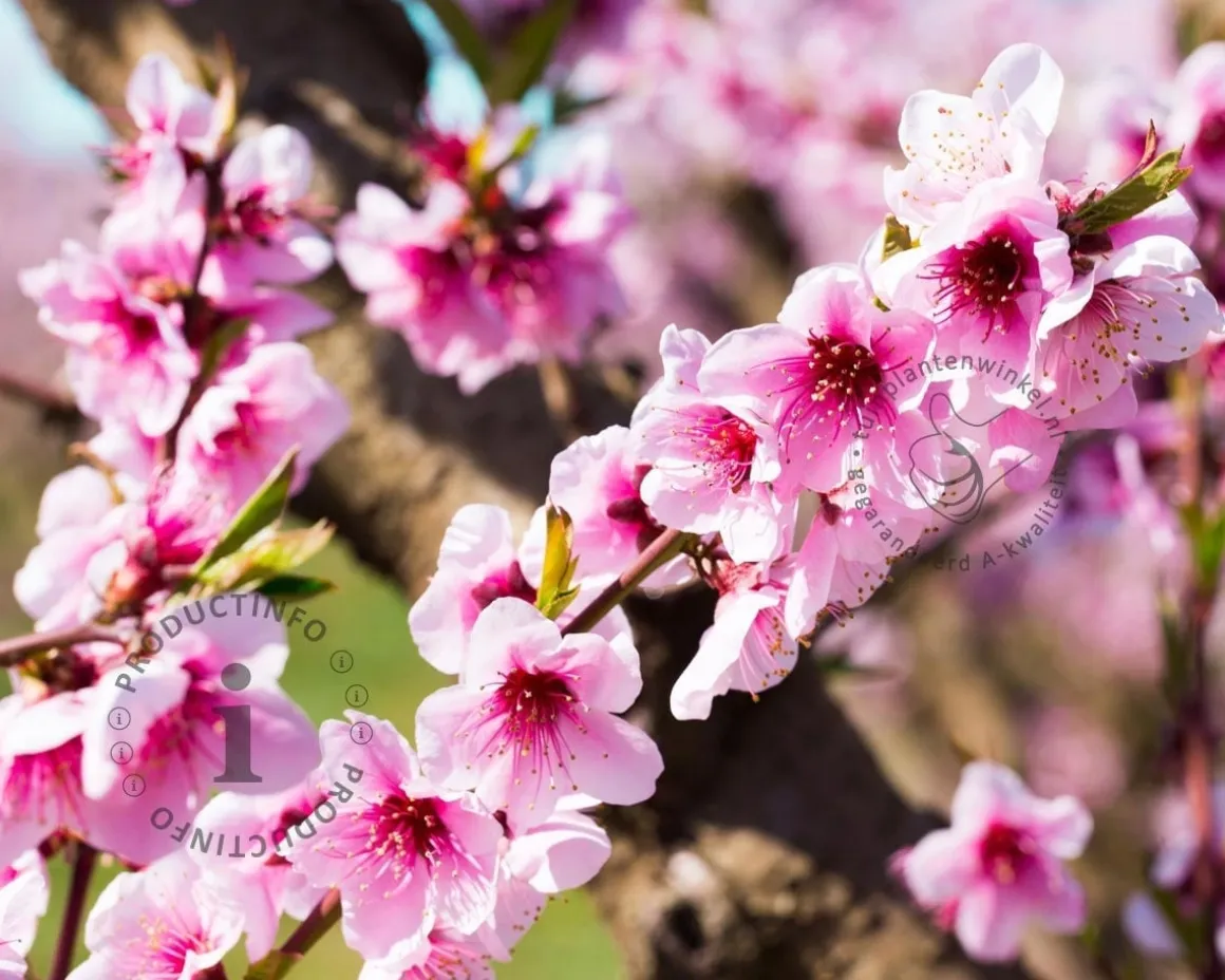 Prunus nucipersica 'Flateryna' - halfstam