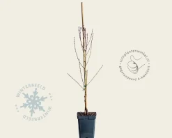 Prunus nucipersica 'Flavortop' - mini