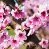 Prunus nucipersica 'Flavortop' - laagstam