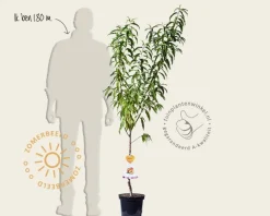 Prunus nucipersica 'Flavortop' - laagstam