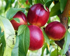 Prunus nucipersica 'Flavortop' - laagstam