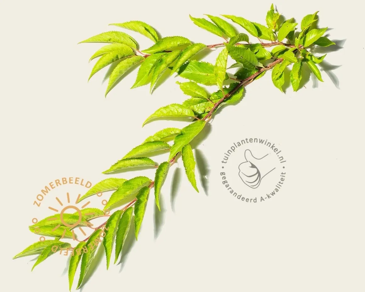 Prunus 'Pandora' - meerstammig