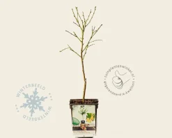Prunus persica 'Ice Peach' - mini