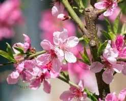 Prunus persica 'Ice Peach' - mini