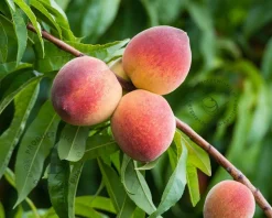 Prunus persica 'Melred' - laagstam
