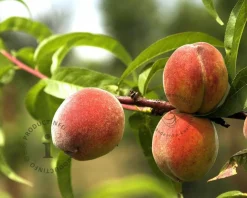 Prunus persica 'Peregrine' - laagstam