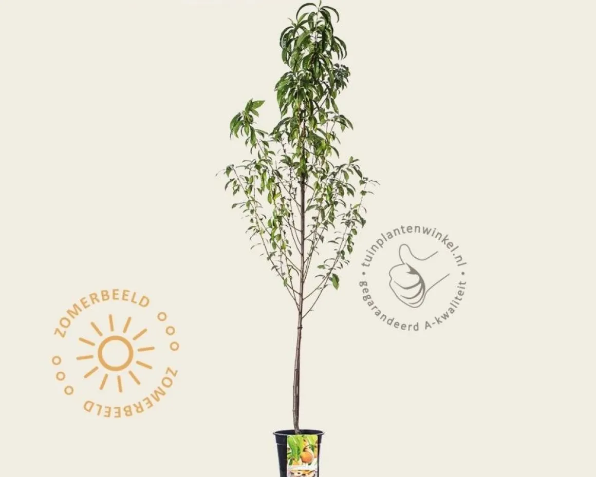Prunus persica 'Peregrine' - laagstam