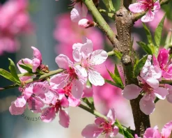 Prunus persica 'Rubira' - mini