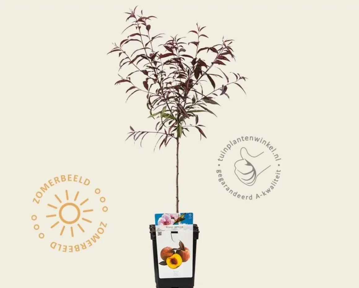 Prunus persica 'Rubira' - mini