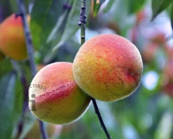 Prunus persica 'Rubira' - mini