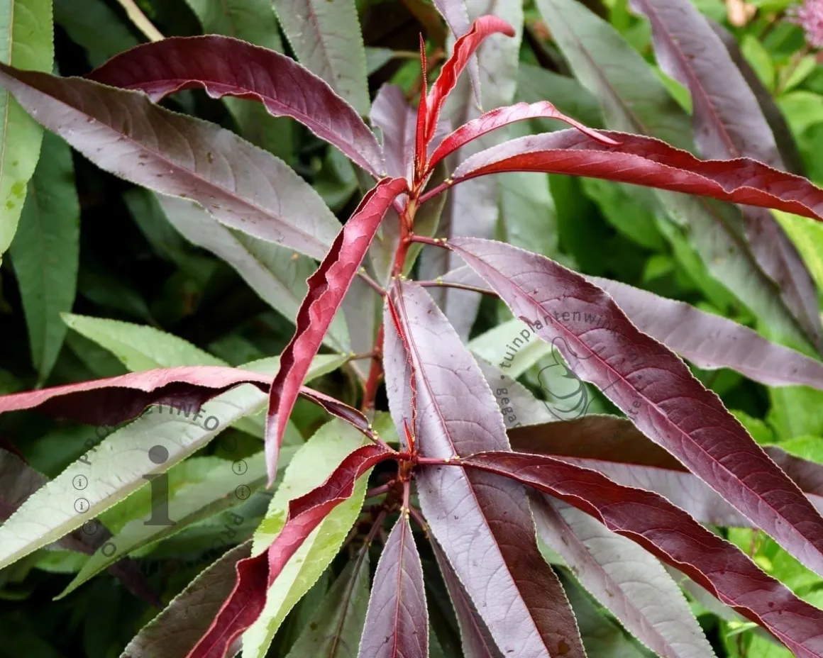 Prunus persica 'Rubira' - mini