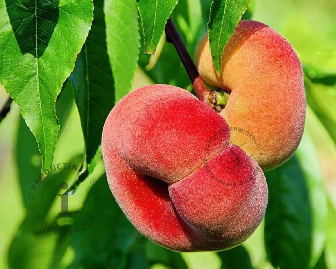 Prunus persica 'Saturn' - halfstam