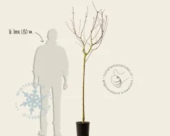 Prunus persica 'Saturn' - halfstam