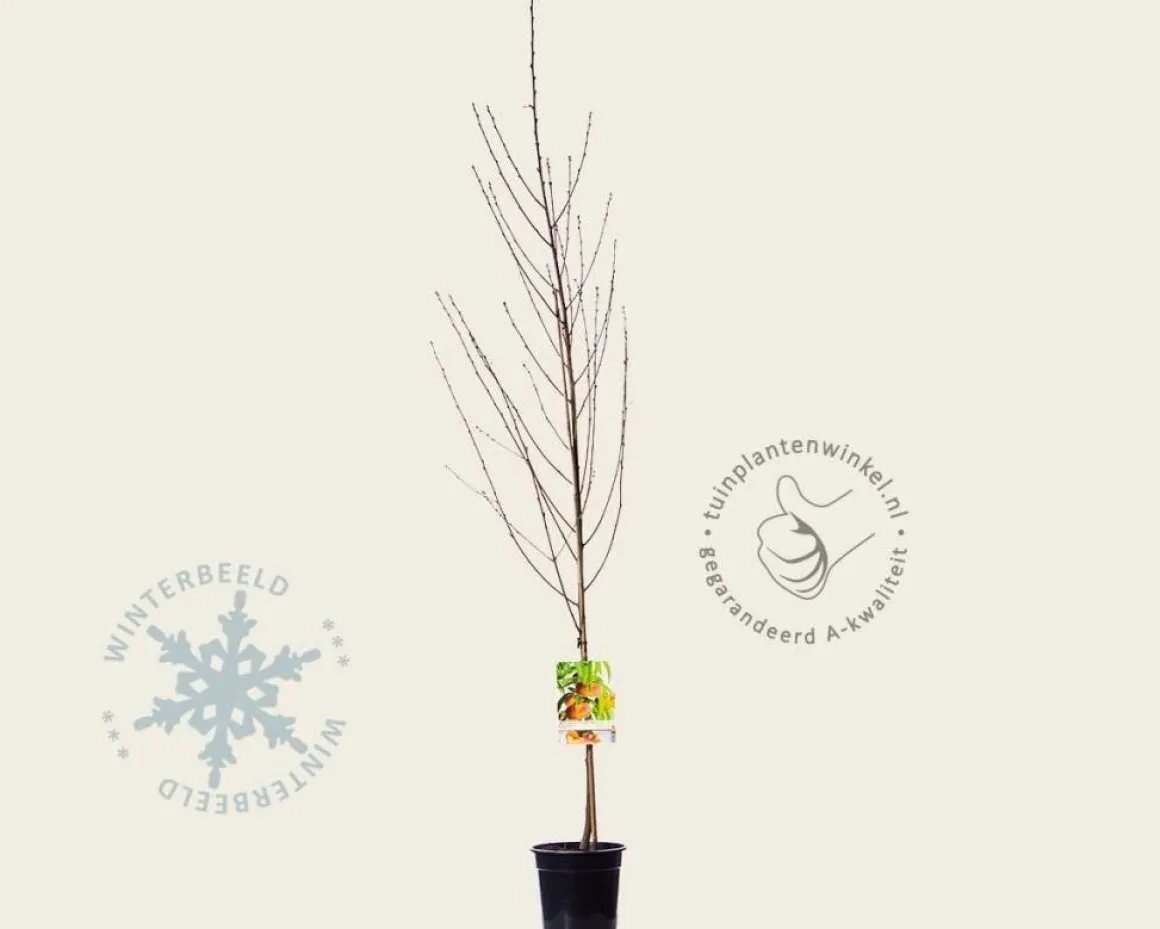 Prunus persica 'Saturn' - laagstam