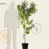 Prunus persica 'Suncrest' - laagstam