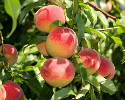 Prunus persica 'Suncrest' - mini