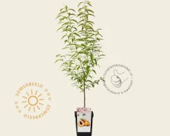 Prunus persica 'Suncrest' - mini