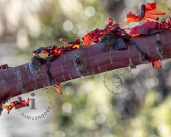 Prunus serrula - meerstammig