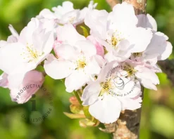 Prunus serrulata 'Amanogawa'