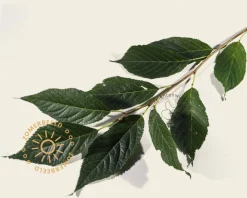 Prunus serrulata 'Amanogawa'