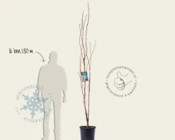 Prunus serrulata 'Amanogawa'