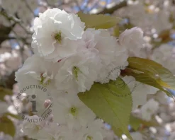 Prunus serrulata 'Fugenzo' - meerstammig