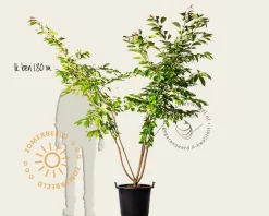 Prunus serrulata 'Fugenzo' - meerstammig