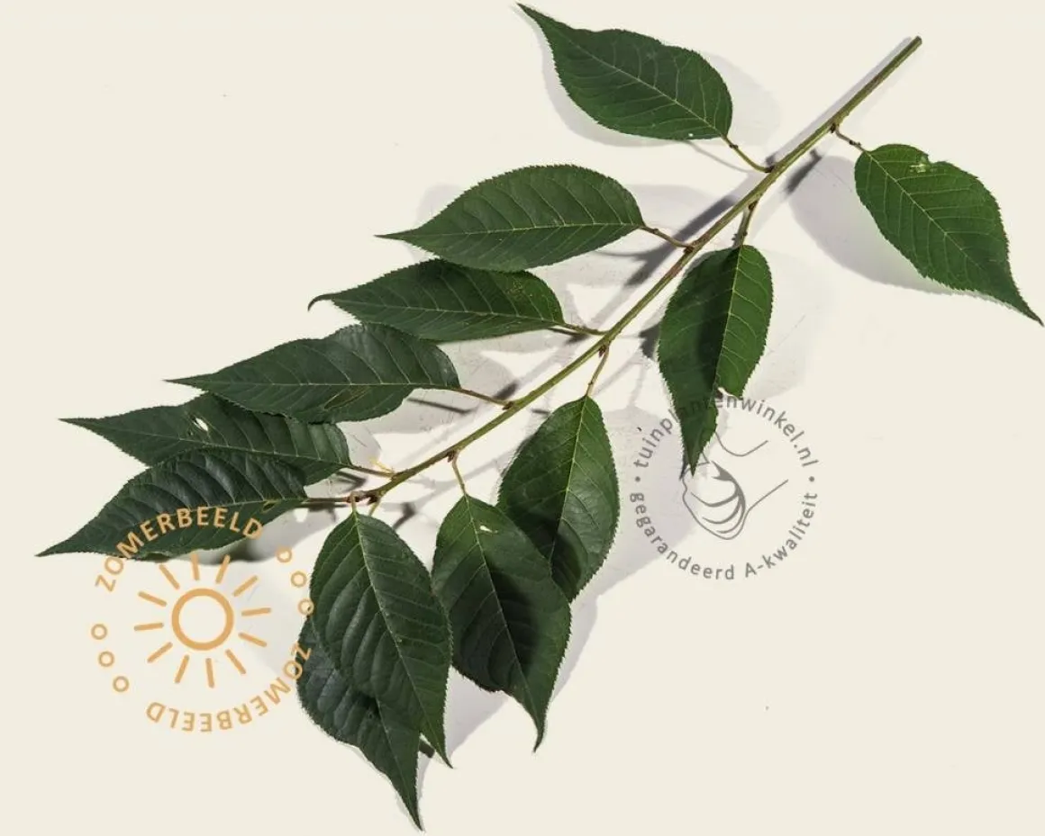 Prunus serrulata 'Kanzan'