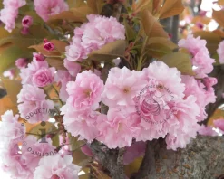 Prunus serrulata 'Kanzan' - 180 cm stam