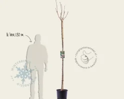 Prunus serrulata 'Kanzan' - 180 cm stam