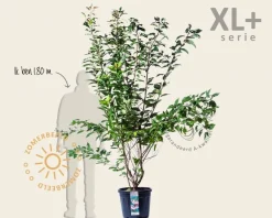 Prunus serrulata 'Kanzan' - XL+