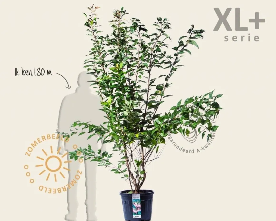 Prunus serrulata 'Kanzan' - XL+