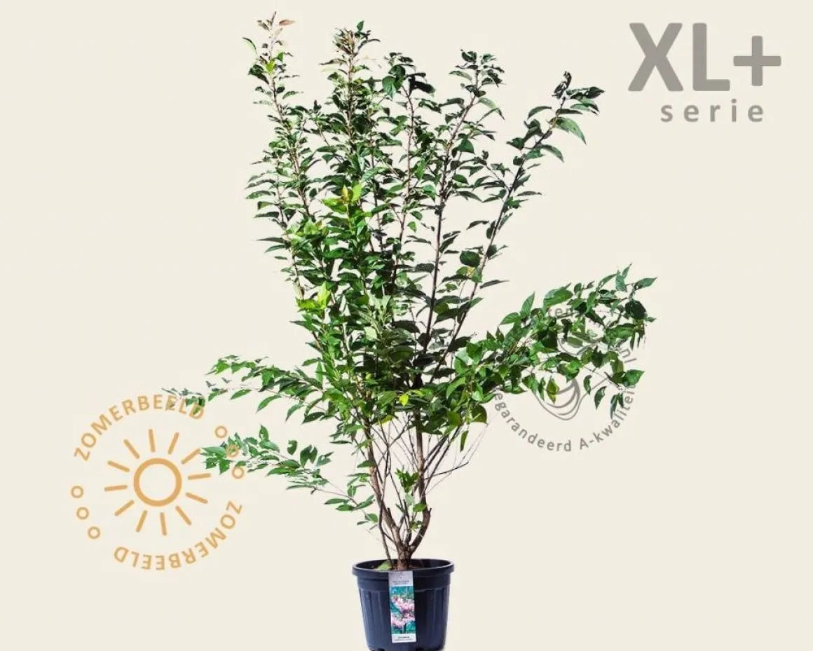 Prunus serrulata 'Kanzan' - XL+